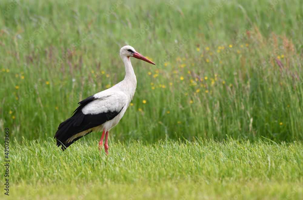 White stork bird close up ( Ciconia ciconia ) White stork bird close up ( Ciconia ciconia )