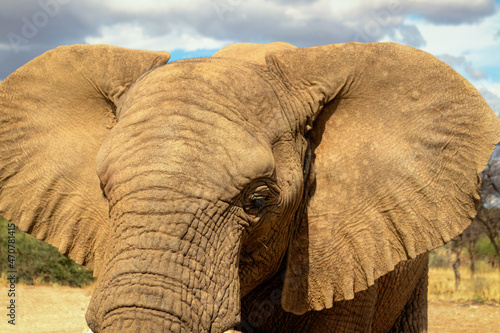 African Bush Elephant in the grassland of Etosha National Park  Namibia.