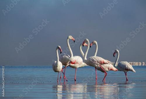 Wild african life. Group birds of pink african flamingos walking around the blue lagoon on a sunny day