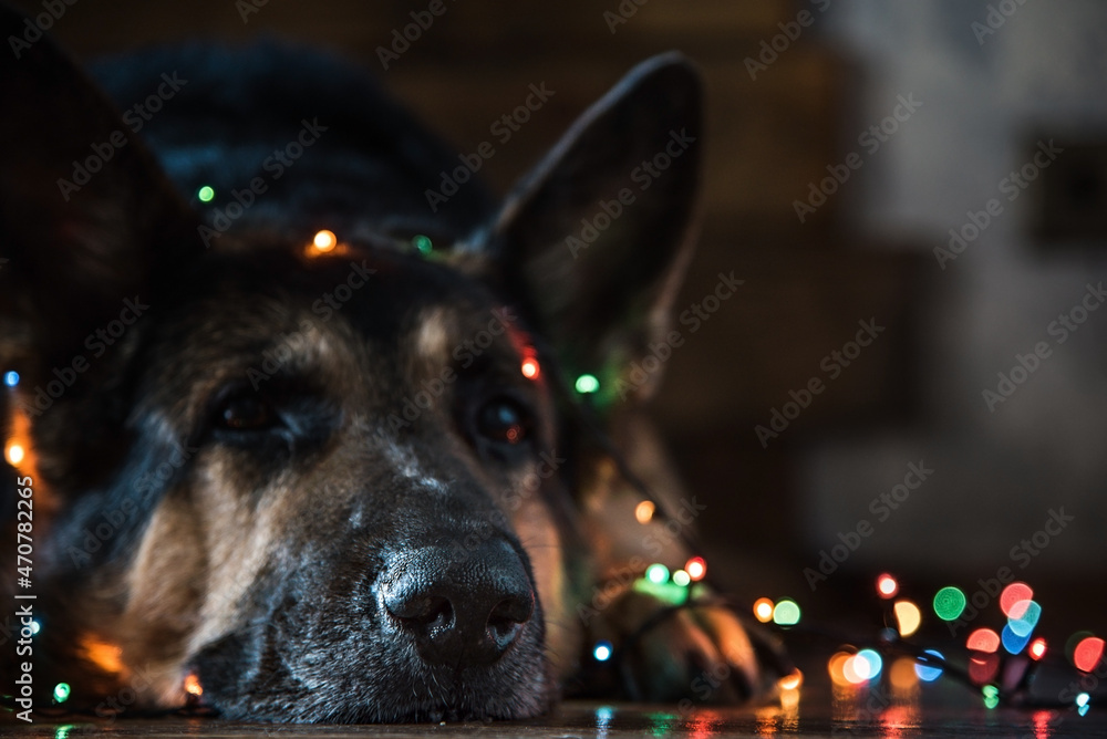 A German shepherd dog lies on the floor covered with a Christmas garland. Selective focus on the dog's nose A German shepherd dog lies on the floor covered with a Christmas garland. Selective focus on the dog's nose