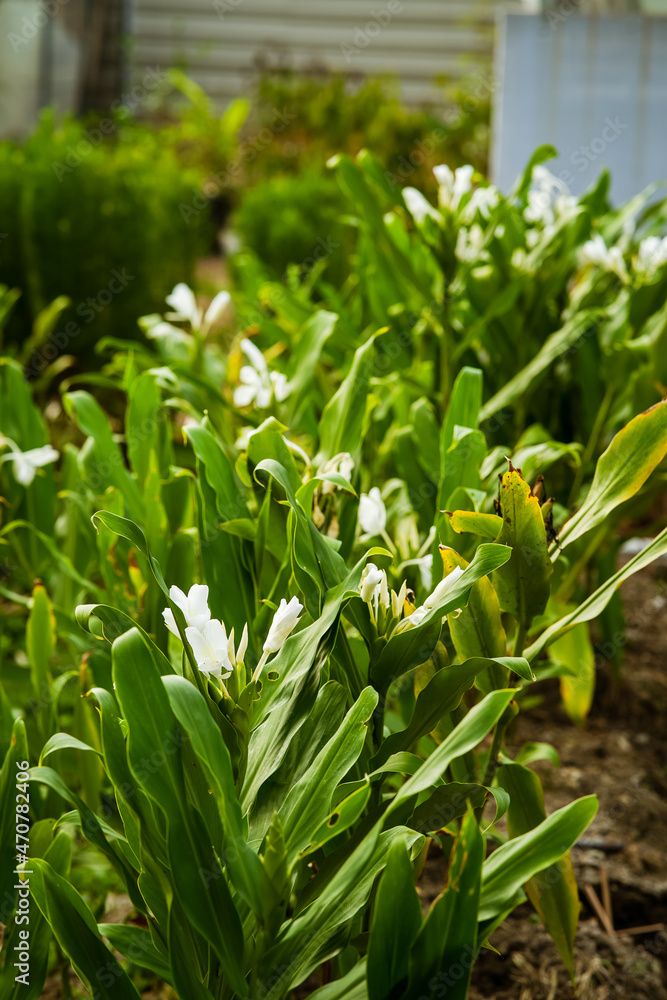 Vibrant white Carnegie Hyacinth bushes in the garden. Vibrant white Carnegie Hyacinth bushes in the garden.