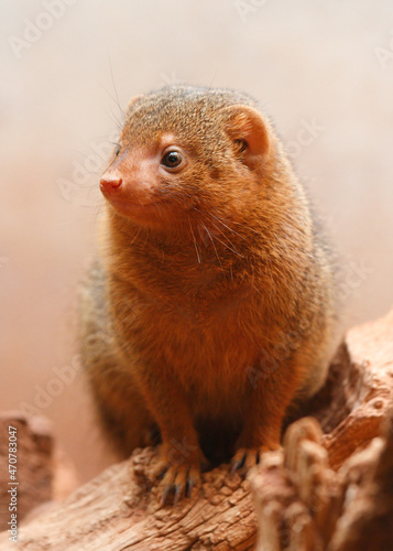 dwarf mongoose