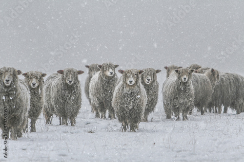 cold sheep photo
