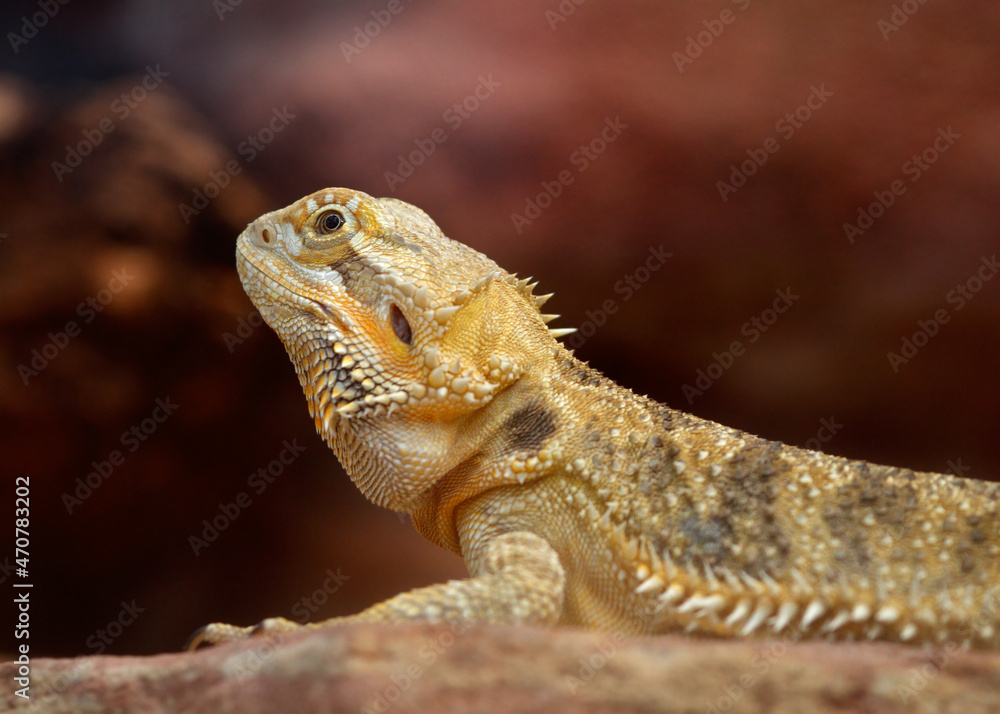 Obraz premium bearded dragon lizard