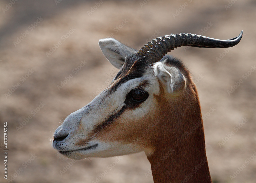 close up portrait of a dama gazelle close up portrait of a dama gazelle
