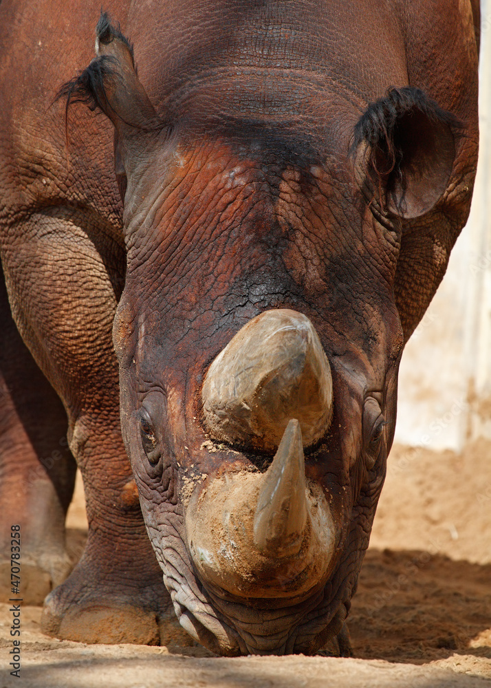 Fototapeta premium close up of a rhino
