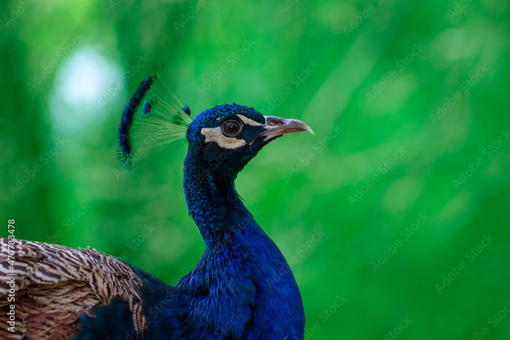 Close up of the cute peacock ( brightly bird ) on a green background Close up of the cute peacock ( brightly bird ) on a green background