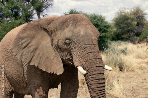 African elephant, walking through the lush grasslands of Etosha National Park, Namibia.