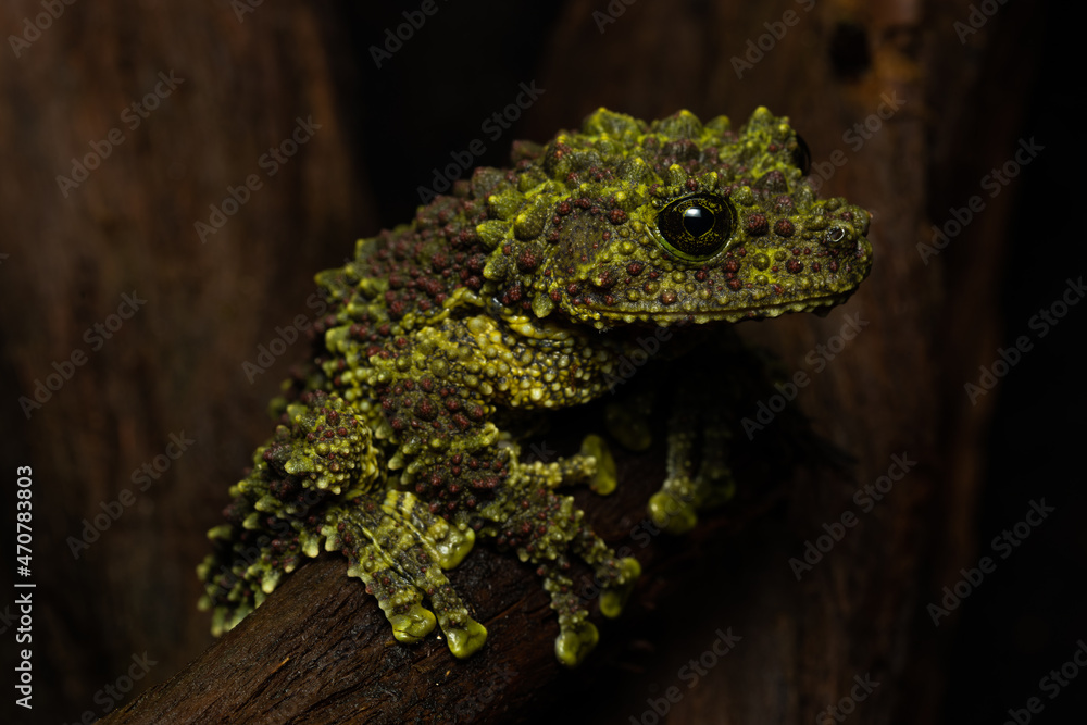 Vietnamese mossy frog sitting on a log Vietnamese mossy frog sitting on a log