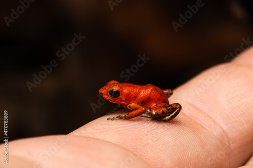 Strawberry poison frog froglet on a hand photo