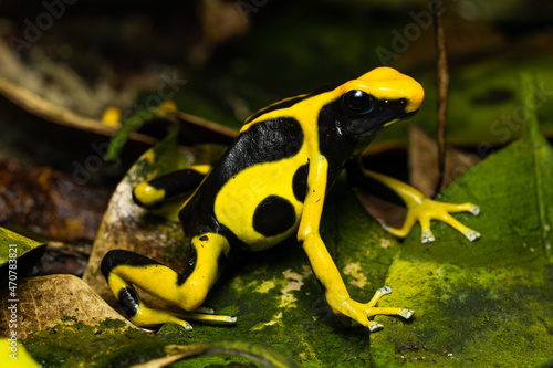 Dyeing poison dart frog "Regina" on leaf litter