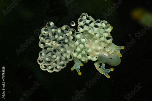 Glass frog guarding a clutch of eggs photo