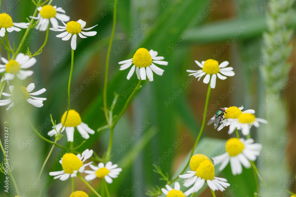 Fototapeta premium Green shiny fly sitting on a chamomile flower.