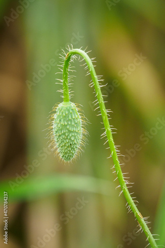 Side view of the wolf poppy flower bud.