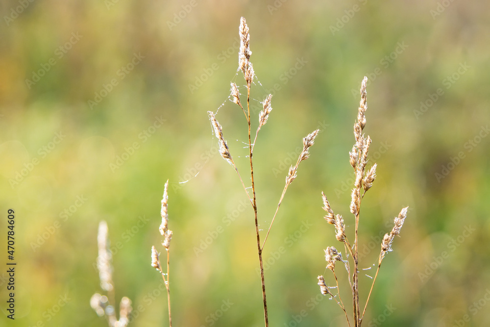Grass in front of an even background Grass in front of an even background