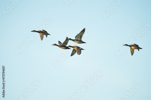 Flock of ducks flying in front of a blue sky