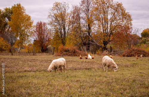 sheep in the field