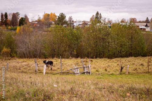 cow in the field