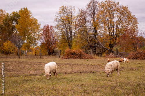 sheep in the field
