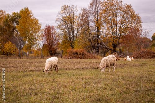 sheep in the field