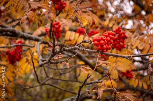 red berries on a branch