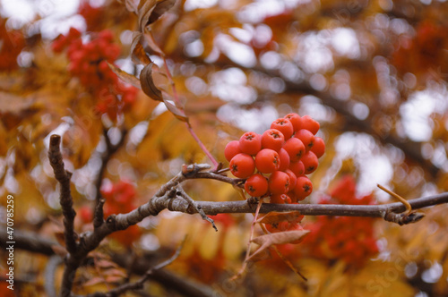 red berries on a branch