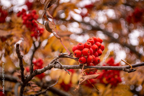 red berries on a branch