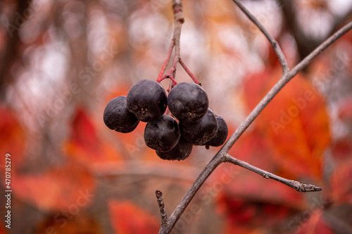 black berries on a branch