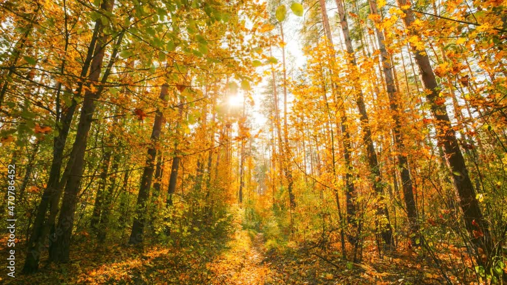4K Change Season From Green Summer To Yellow Colors of Autumn Forest Landscape. Sunset Time lapse Timelapse Beautiful Sun Sunshine In Autumn Woods. Sunlight Shine Through Foliage In Trees Woods. Fall