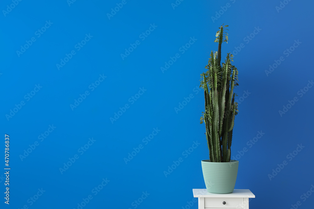 Green cactus on table near blue wall - obrazy, fototapety, plakaty 