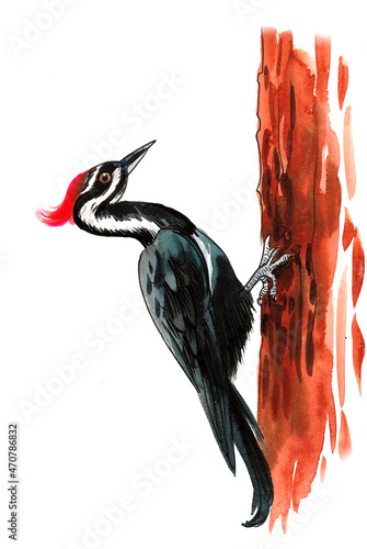 Woodpecker on a tree. Ink and watercolor drawing photo