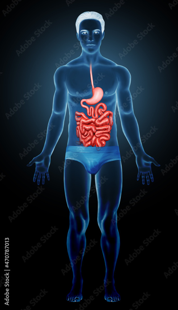 Human stomach system anatomy illustration
Human stomach system anatomy illustration