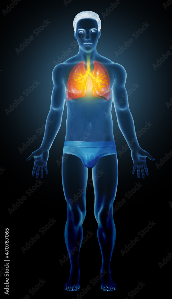 Human lungs system anatomy illustration Human lungs system anatomy illustration