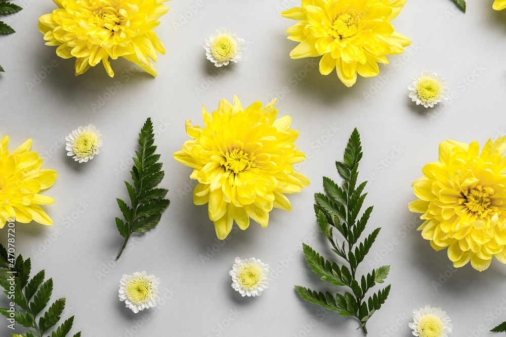 Different chrysanthemum flowers and leaves on grey background, closeup - obrazy, fototapety, plakaty 