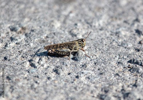 A grasshopper is sitting on an asphalt road.