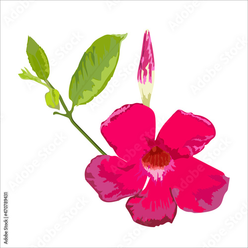 Vector flower, flower Petunia red close-up with shoot and bud