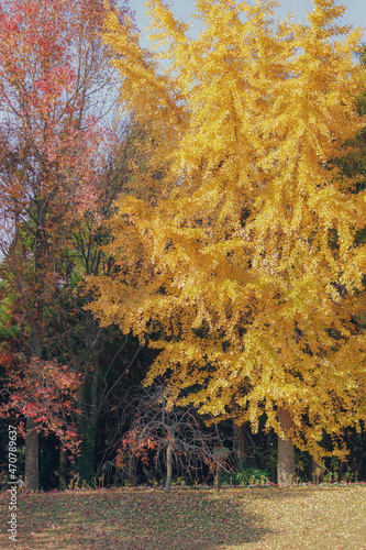 大きなイチョウの木