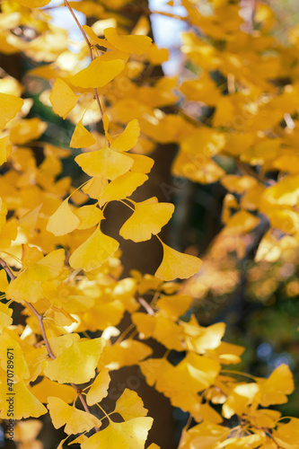 見ごろのイチョウ（縦）