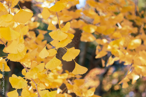 見ごろのイチョウ