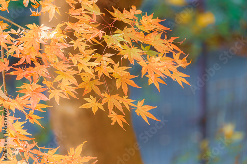 オレンジのもみじ