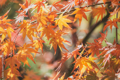 オレンジのもみじ