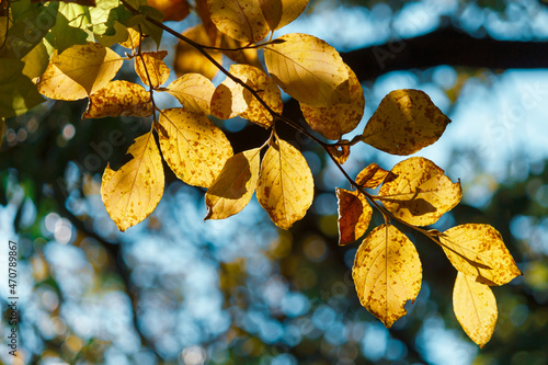 輝く黄色い葉