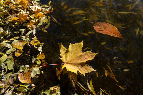 Dry autumn foliage floating on water
