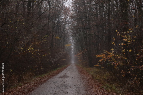 road through the forest in autumn, November