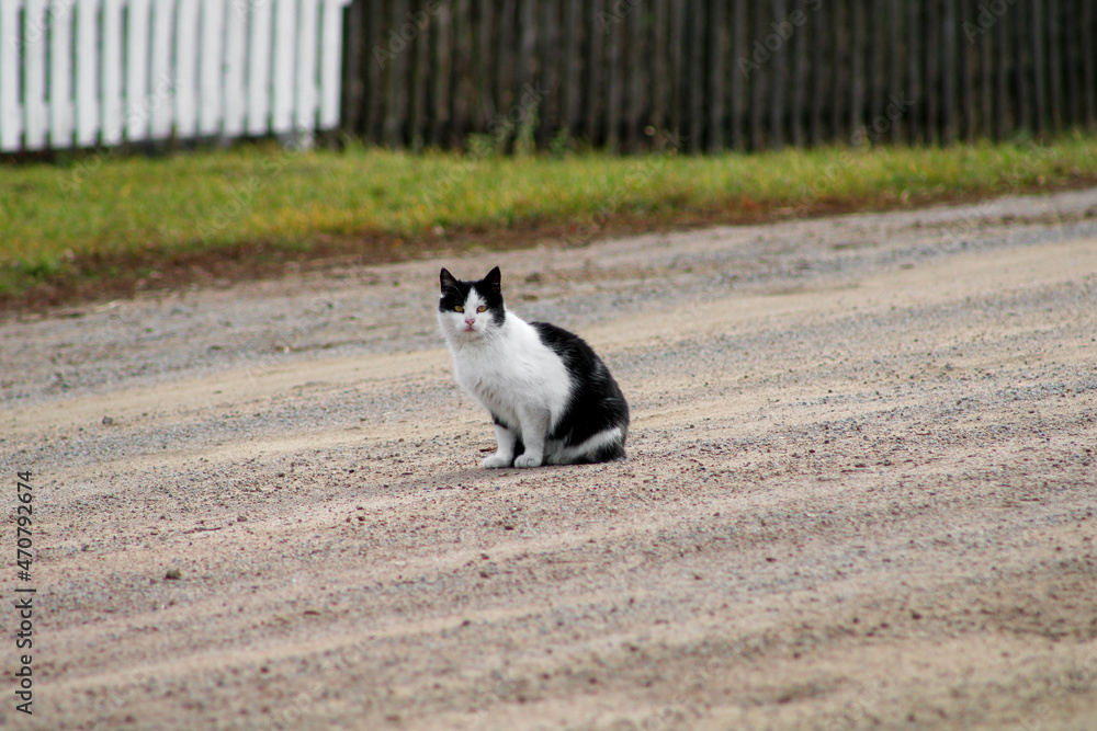 Cat on the road against a fence