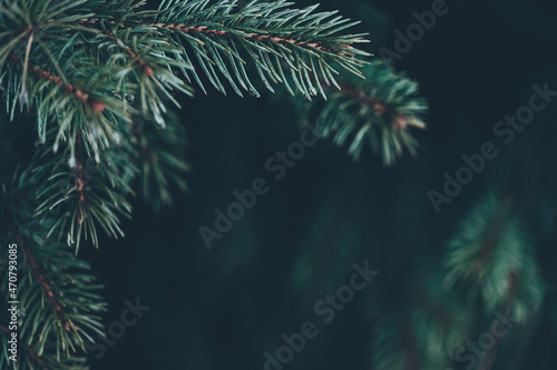 Beautiful Christmas Background with green pine tree brunch close up. Copy space, trendy moody dark toned design for seasonal quotes. Vintage December wallpaper. Natural winter holiday forest backdrop