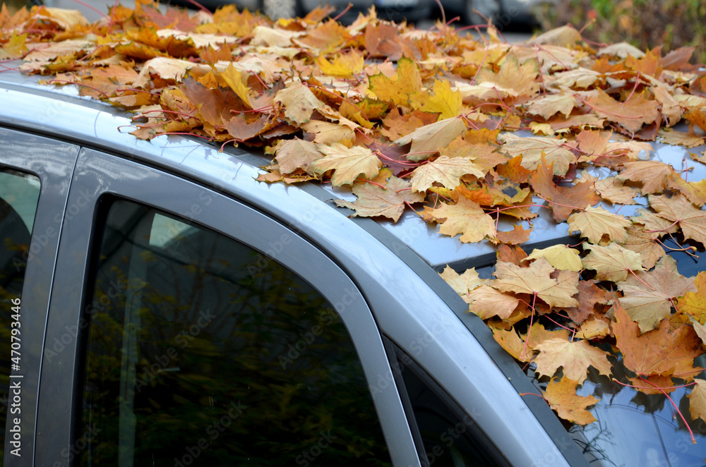 Obraz premium the long-parked car under the trees turned into a forest still life with a layer of leaves on the hood and windshield. no one broke the car with a broom. it looks deserted and takes up space parking