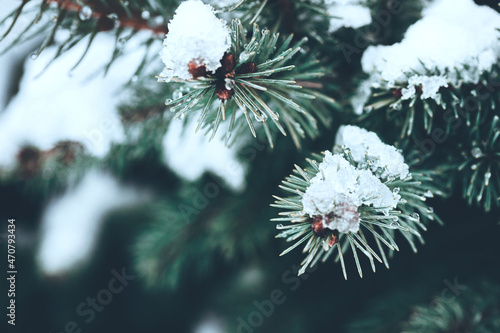 Beautiful Christmas Background with snow covered green pine tree brunch close up. Copy space, trendy moody dark toned design. Vintage December wallpaper. Natural winter holiday forest backdrop