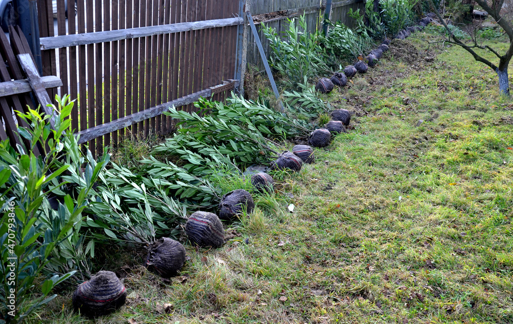 Obraz premium evergreen cherry shrub plants are set up along the fence. they will be planted by a gardener as a hedge. they have wrapped roots in a ball shape in a textile sheet