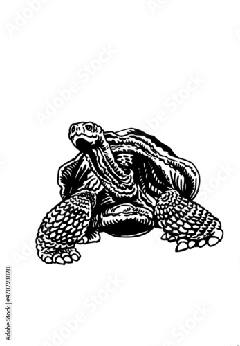 Graphical illustration of tortise on white background isolated, sealife animal photo